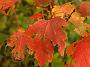 Acer Rubrum Herbst